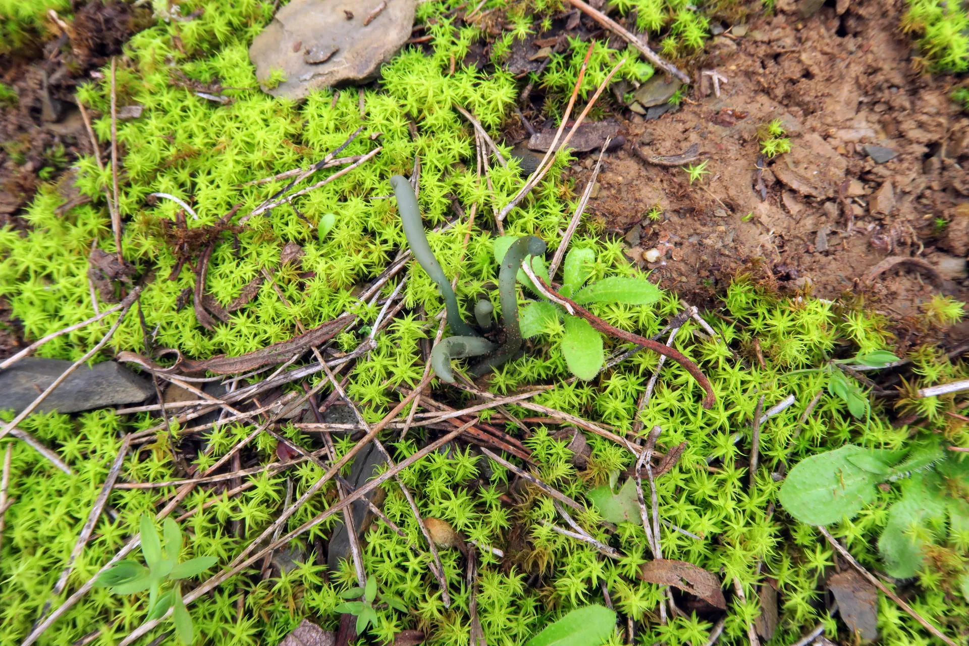 Microglossum truncatum - 1 - IMG_5018